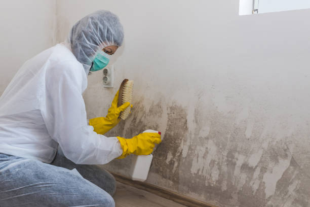 Best Emergency Mold Remediation in Meridian, MS