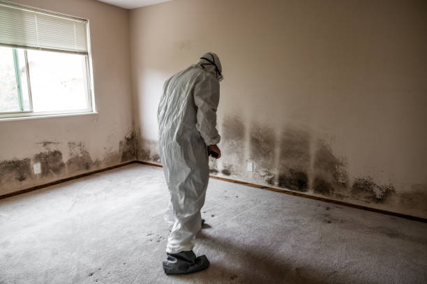 Best Commercial Mold Remediation in Meridian, MS